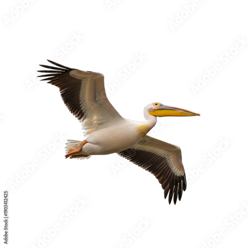 White pelican with yellow beak flying with wings spread isolated on a transparent background