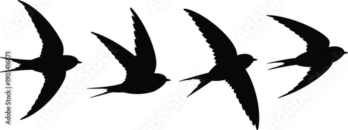 Flying swallow bird silhouettes set, elegant wing spread poses, wildlife nature concept, black flat vector illustration isolated