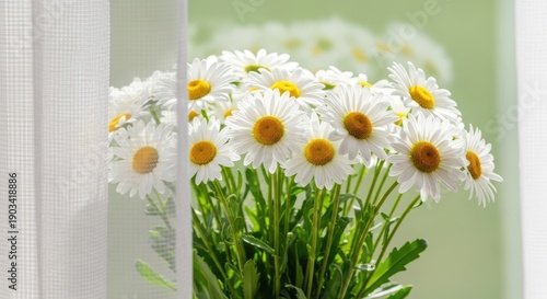Close-up of white daisies with yellow centers in a vase near a window, soft light