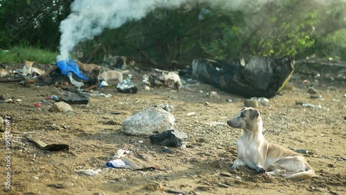 Aspin asong pinoy dogs Filipino puppy cute dump open burning of an illegal rabies garbage Philippines Cebu askal dog Canis lupus familiaris dumping solid beach waste toxic chemical, plastic and metals