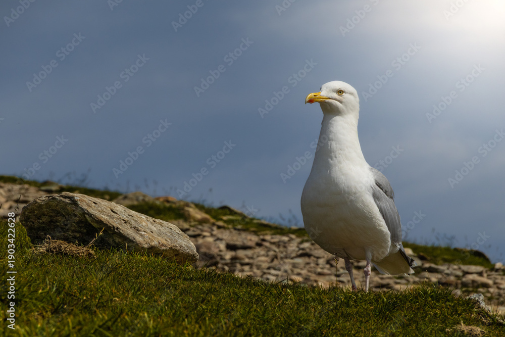 Naklejka premium A Calm Seagull Standing Peacefully on a Grassy Mountain Hillside