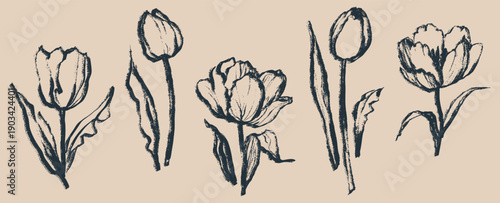 Tulip flowers and leaves drawn with an ink brush. Black plant elements isolated on a beige background. Hand drawn vector flower graphics