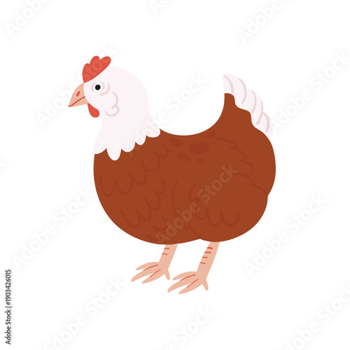 Chicken farm bird. Poultry farming, chicken eggs and meat products flat vector illustration