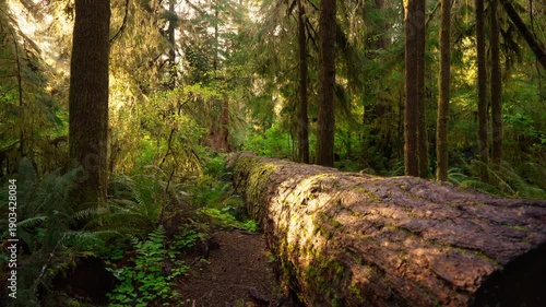 Sunlit rainforest trail with a moss-covered fallen tree trunk and ferns in Olympic National Park, Washington. Golden hour wilderness scenery in the Pacific Northwest