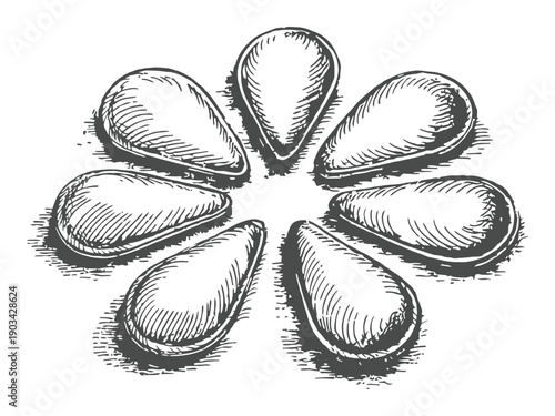 Hand-Drawn Illustration of Mussels Arranged in a Circular Pattern