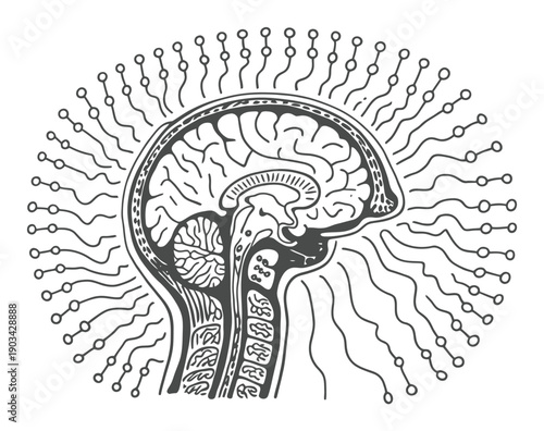 Stylized illustration of a human brain with radiating connections and circuits