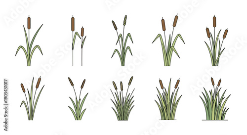 Set of ten cattail plants with green leaves and brown flower spikes, isolated on a white background, in various sizes and arrangements.