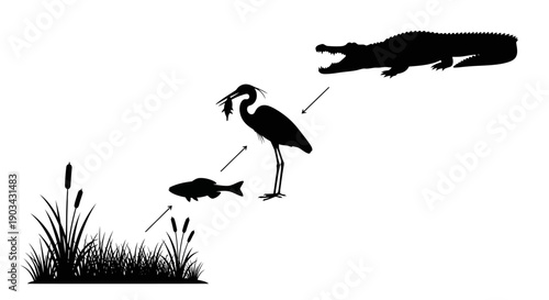Food chain diagram illustrating ecological relationships between plants, fish, heron, and alligator in an ecosystem.