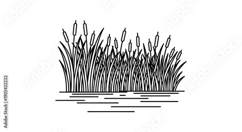 Black and white line art illustration of cattails growing in water, representing nature and wetlands.
