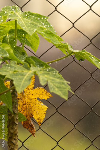 Konstfotografi Pé de mamão crescendo ao lado de tela de metal e molhado com água de chuva