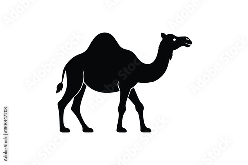 Camel black silhouette on white background, desert animal, safari wildlife, zoo inhabitant, mammal