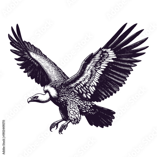 vulture fly looking for carcasses