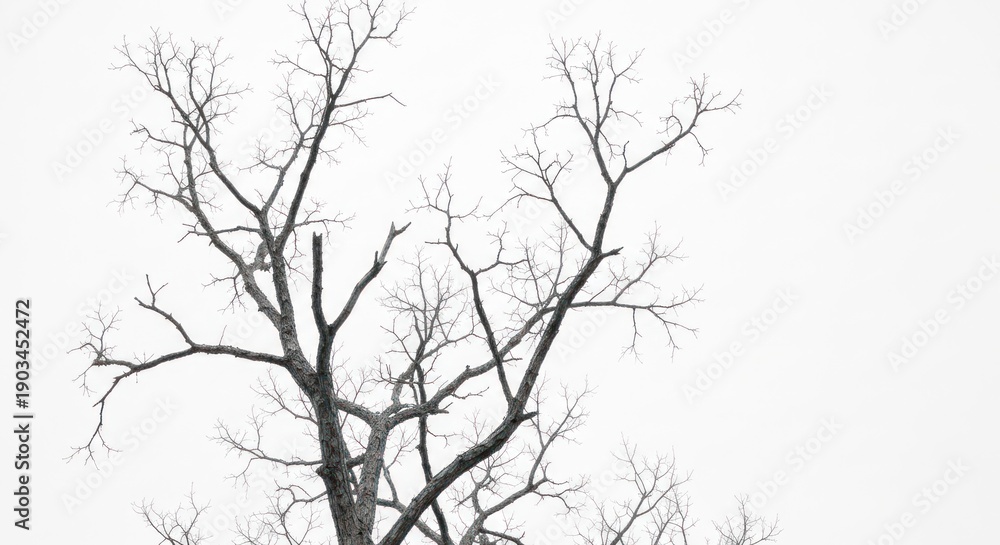 Fototapeta premium Stark image of a bare tree's intricate, skeletal branches against a bright white sky