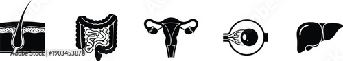Medical icons set of human organs in a black glyph style featuring a skin cross section with a hair follicle, intestines, uterus, eye, and liver vector illustrations.
