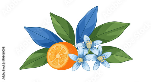 Detailed illustration of a halved kumquat fruit surrounded by vibrant green and blue leaves with small white citrus blossoms on top.