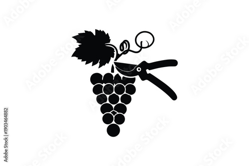 Minimalist black silhouette of bunch of grapes being harvested with sharp gardening pruning shears on white