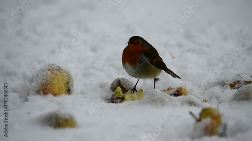 Rotkehlchen frisst am Apfel im Schnee