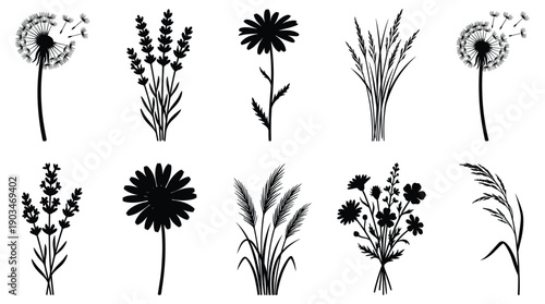 Black silhouette wildflowers and grasses on white background