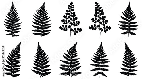Black fern leaf silhouettes on white background vector