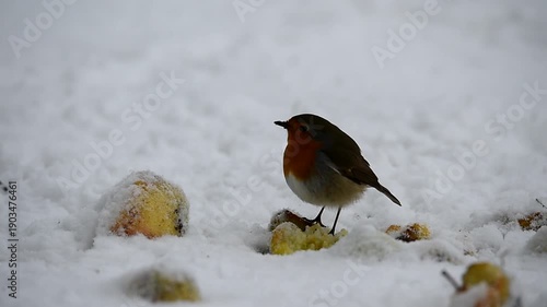 Rotkehlchen frisst an einem Apfel im Schnee