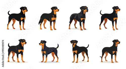 Black and brown dogs