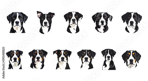 Black and white face dogs