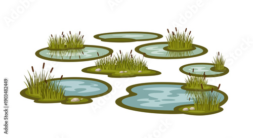 Illustration of various small ponds with green grass and cattails on a white background, depicting a serene wetland scene.