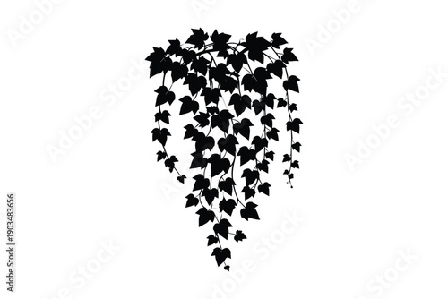 Black silhouette of a hanging ivy vine with many leaves on white background