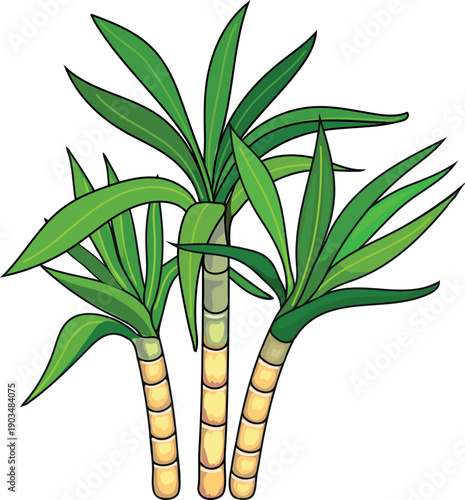 Sugarcane (Saccharum officinarum) isolated on white background