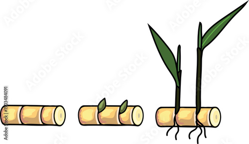 Sugarcane propagation by cuttings. Seed cane isolated on white background