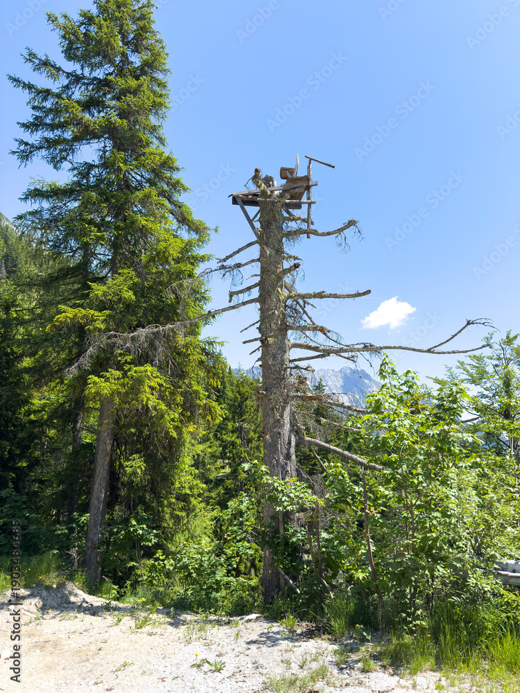 Fototapeta premium A hunter seat on top of a dead tree at the Austria Dachstein mountain region