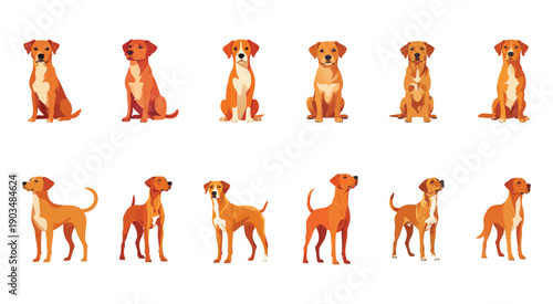 Red dog in various poses. Vector illustration.