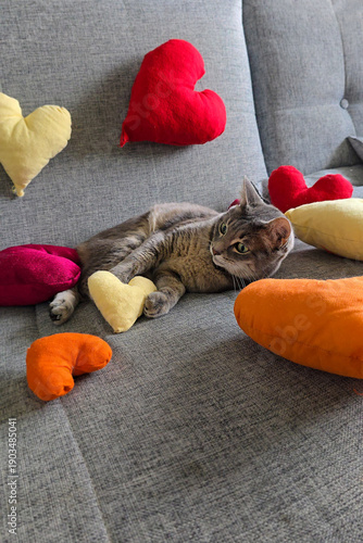 Playful gray cat resting on sofa with heart shaped cushion among colorful Valentine decorations. Vertical portrait photo captures feline celebrating love holiday indoors.
