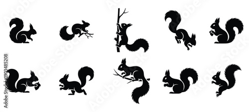 Black squirrel vector silhouettes set in various poses: sitting, jumping, climbing, eating nut, isolated on white