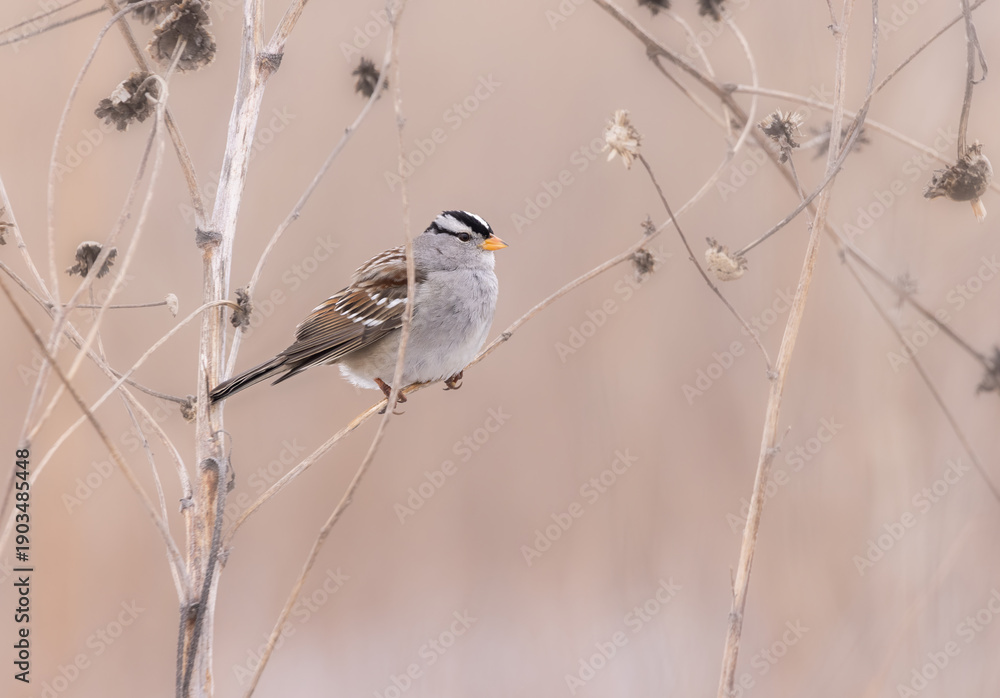 Fototapeta premium White-crowned sparrow on stem in open field