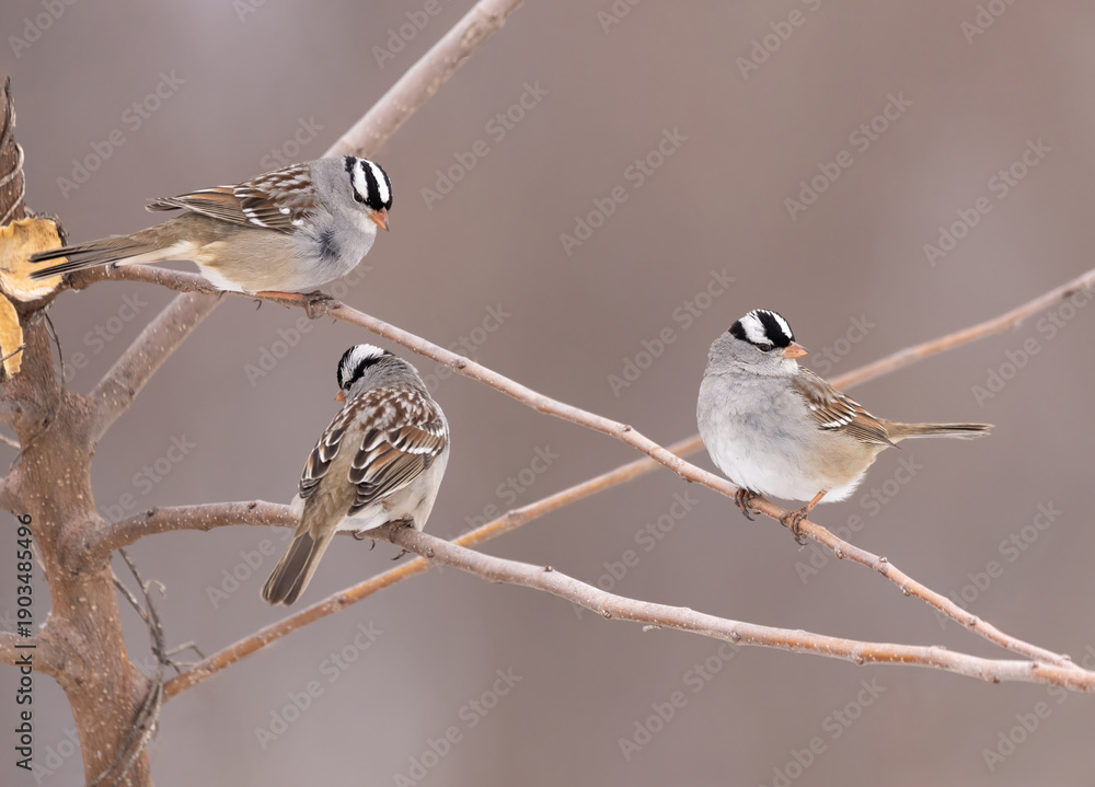 Naklejka premium White-crowned sparrows on stem in open field