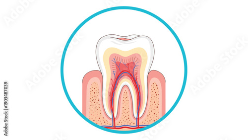 Detailed anatomical diagram showing the internal structure of a human tooth including enamel, pulp, nerves, and blood vessels in gums.