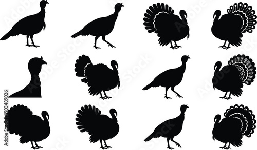 Turkey Silhouettes Set Showing Farm Poultry Birds in Various Poses Black Vector Illustration for Agriculture Graphic DesignTurkey Silhouettes Set Showing Farm Poultry Birds in Various