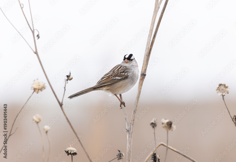 Obraz premium White-crowned sparrow on stem in open field