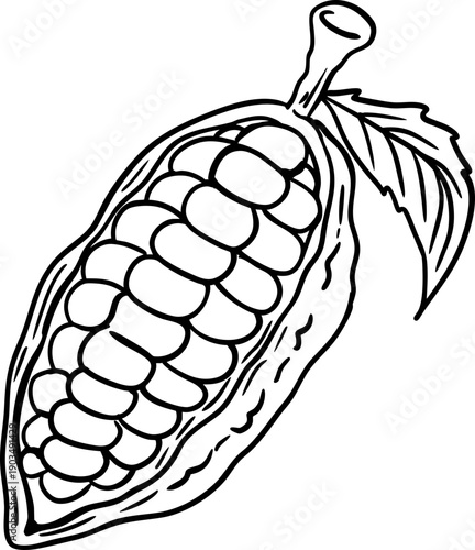 Hand Drawn Cocoa Pod