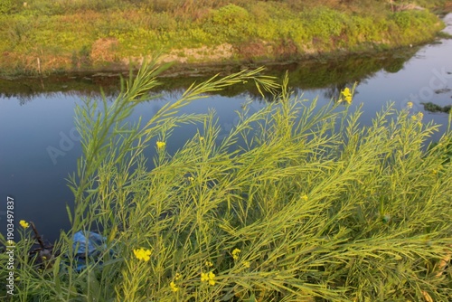 Wallpaper Mural Green plants with yellow flowers by river Torontodigital.ca