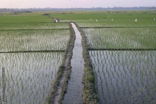 Wallpaper Mural Green rice paddy field with water channel Torontodigital.ca