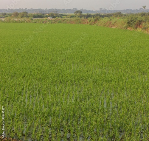 Wallpaper Mural Green Rice Paddy Field with Young Plants and Bridge Torontodigital.ca