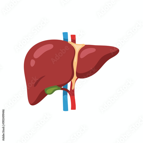 Human Liver Anatomy Illustration