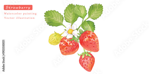 鮮やかなイチゴの水彩イラストセット