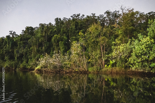 Photos Numerous white birds, egrets, flying around and perching in a lush, green mangrove or riverine forest setting