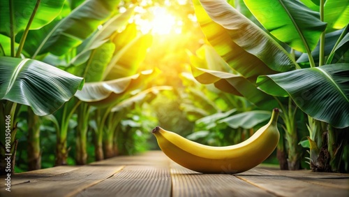Wallpaper Mural A Single Ripe Banana Rests on Wooden Planks Amidst Lush Banana Plantation, Bathed in Golden Sunlight Torontodigital.ca