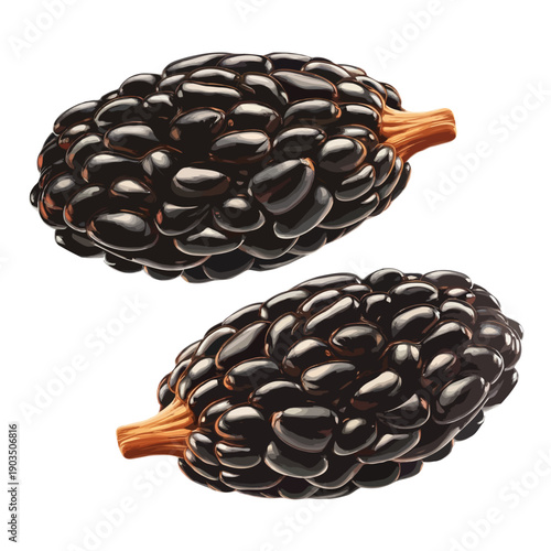 Two dark brown spiky fruits with vibrant orange stems against a white background isolated on white background, Vector, illustration