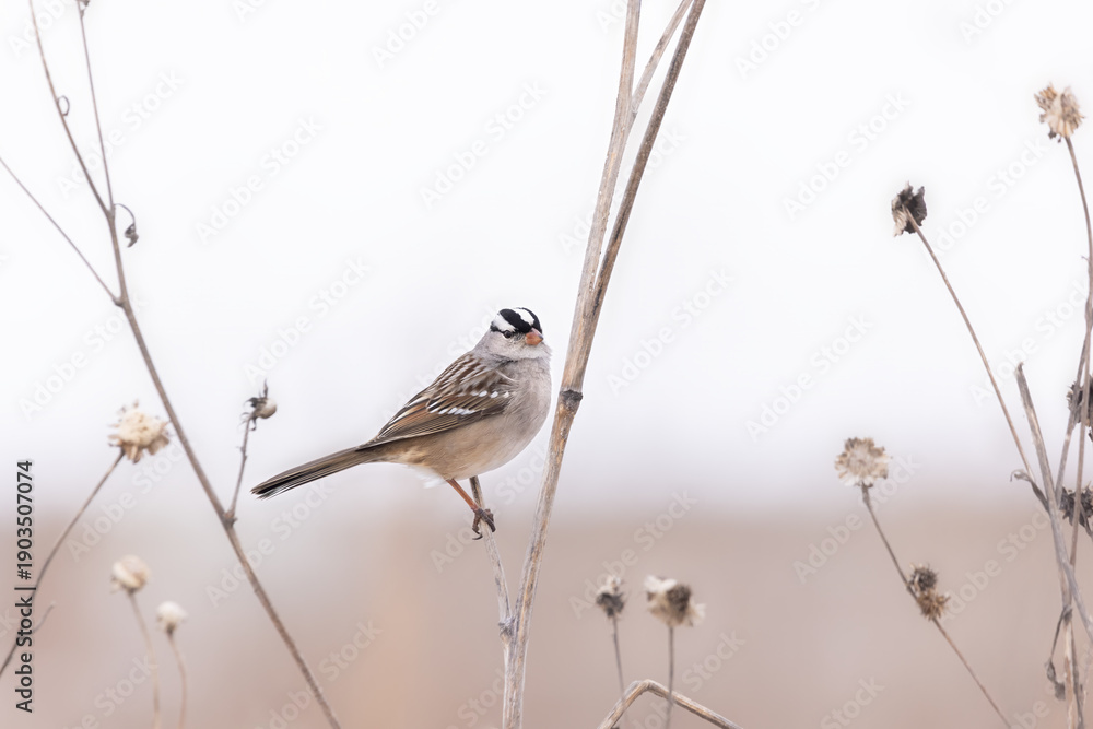 Obraz premium White-crowned sparrow on stem in open field