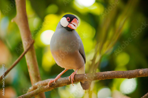Beautiful Lonchura oryzivora bird, also known as Calafate,
featured among lush green vegetation.
An image that conveys calm, balance,
and the natural beauty of wildlife in its habitat.